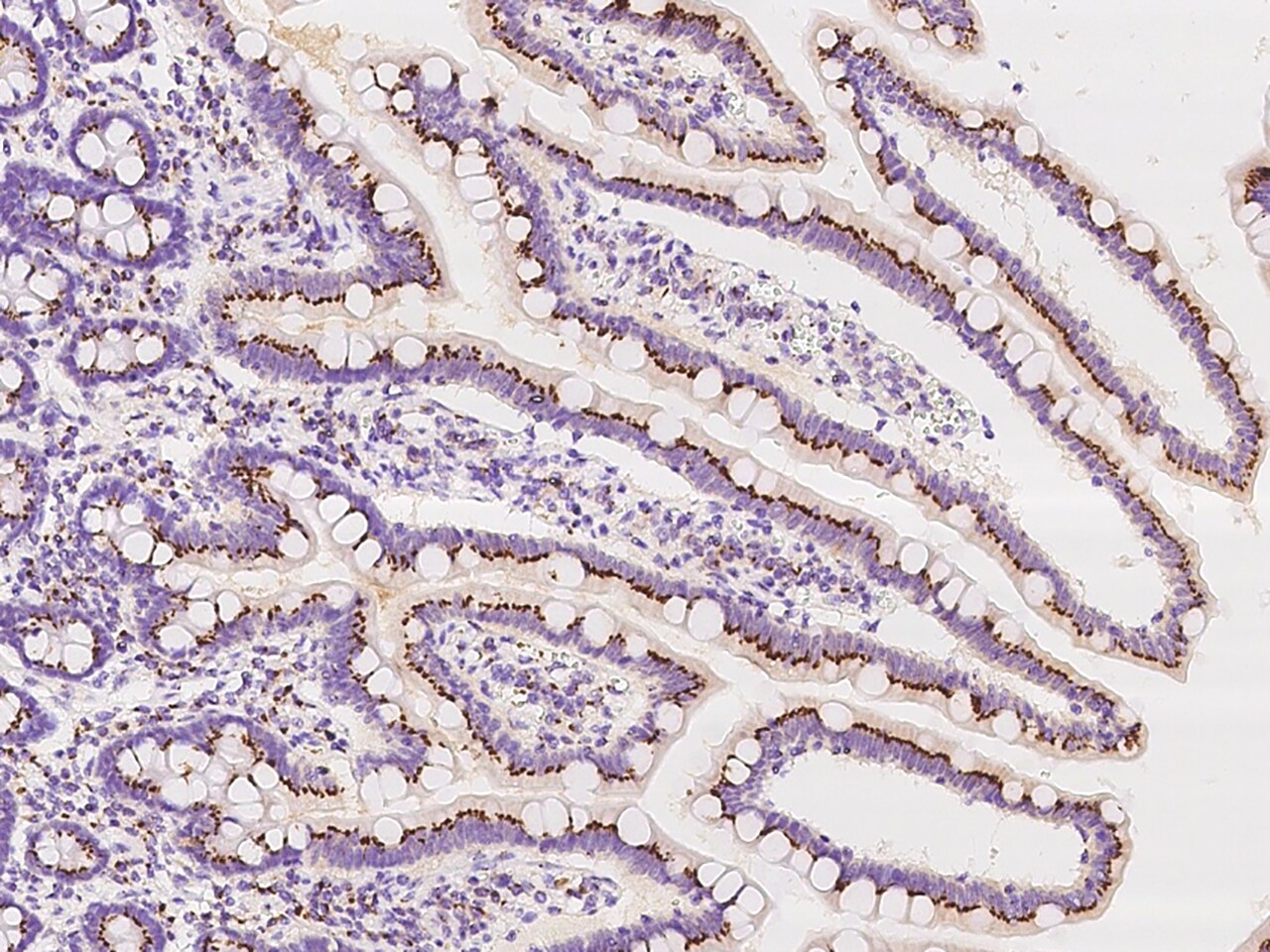 Tm9sf3 Antibody - BSA Free