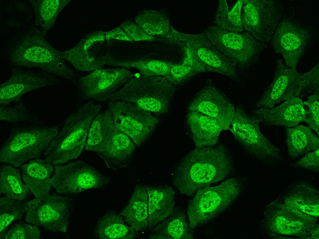 UBAP2L Antibody - BSA Free