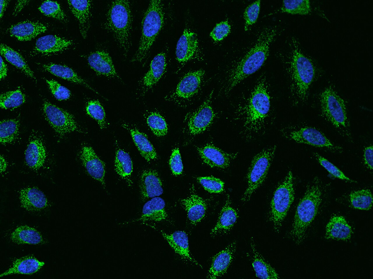 NDUFB7 Antibody - BSA Free