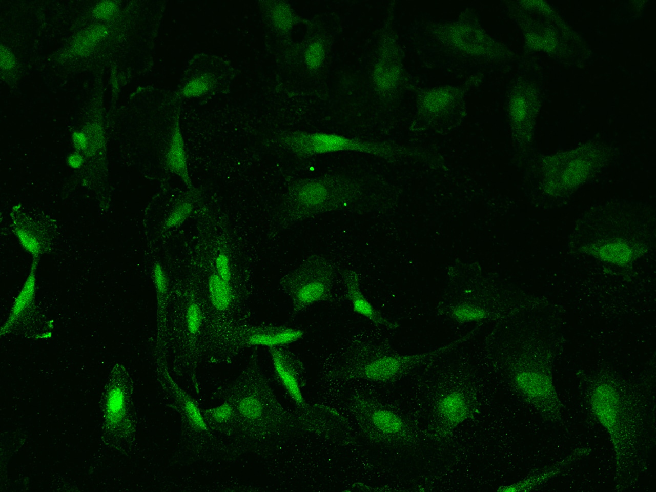 ZNF24 Antibody - BSA Free