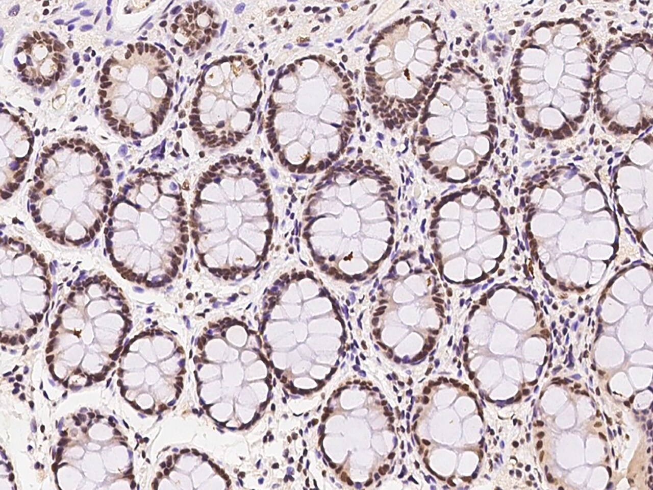 WDR33 Antibody - BSA Free