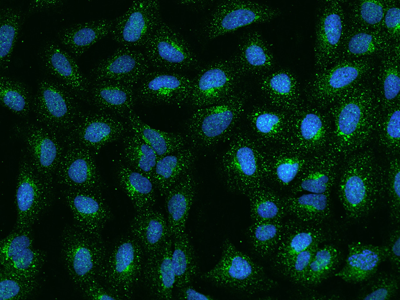 RRAGB Antibody - BSA Free