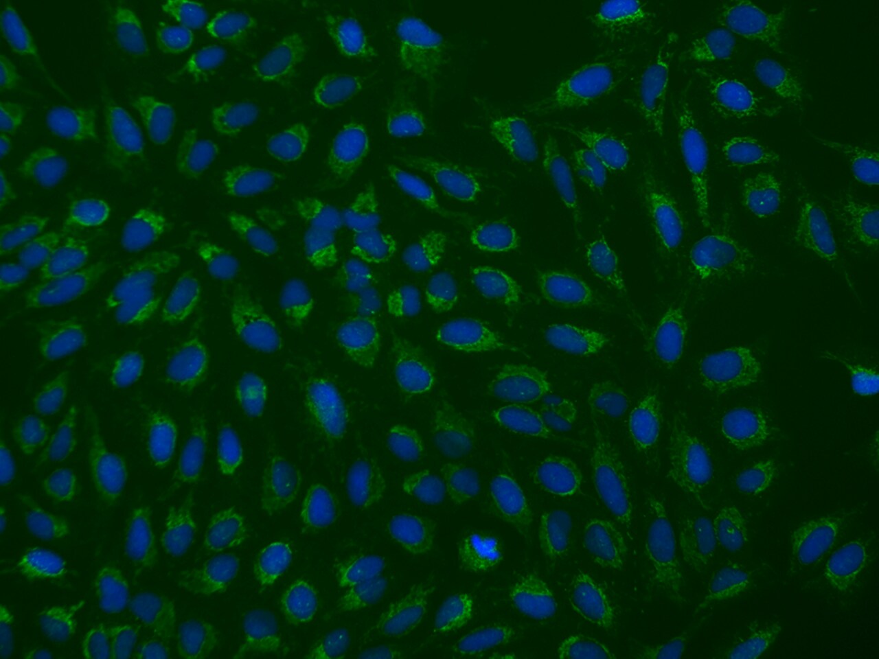 FAM171B Antibody - BSA Free
