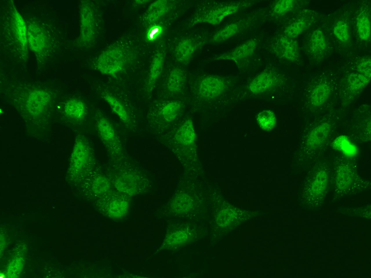 KANSL2 Antibody - BSA Free