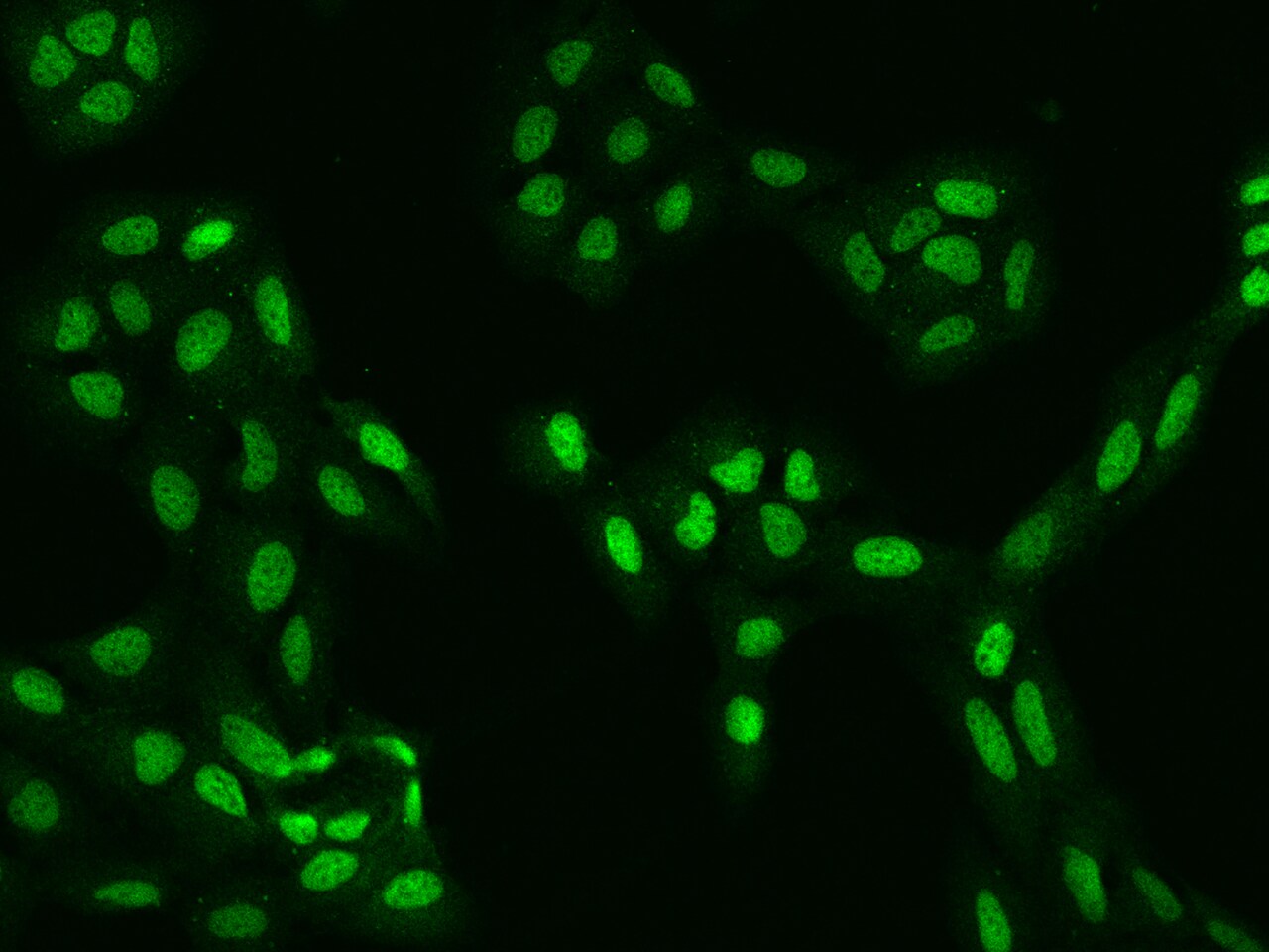 KANSL2 Antibody - BSA Free