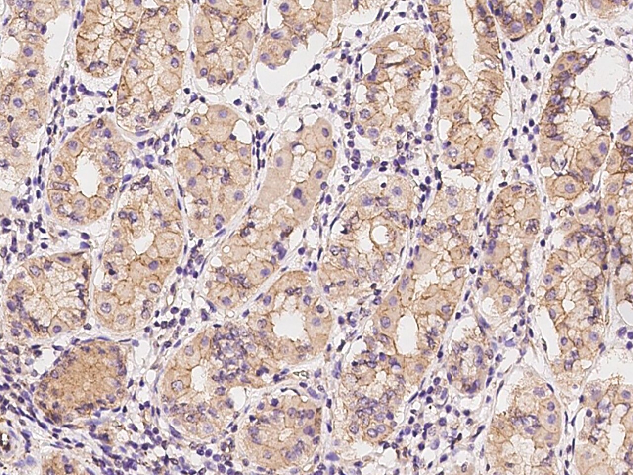 YARS2 Antibody - BSA Free