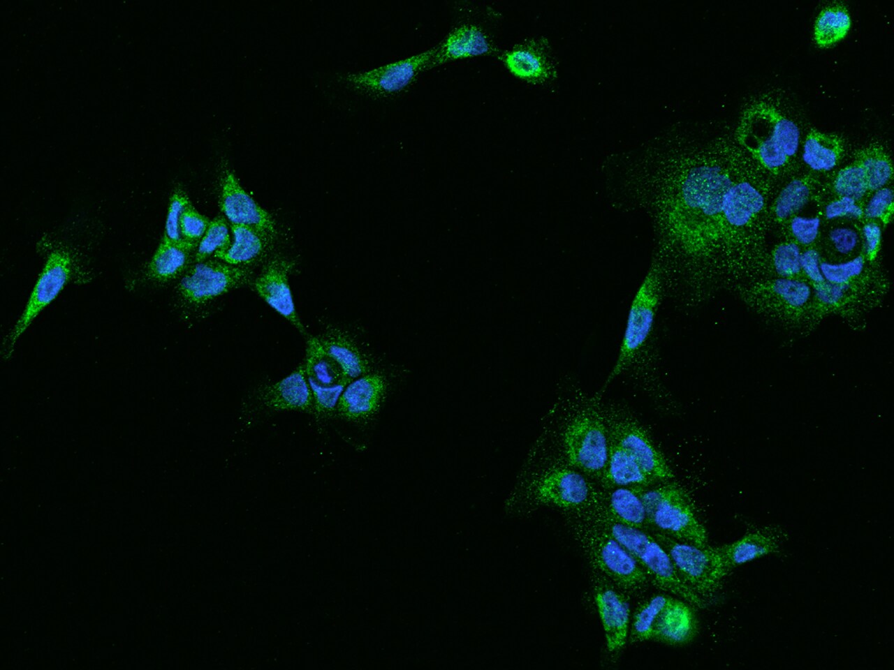 PECR Antibody - BSA Free