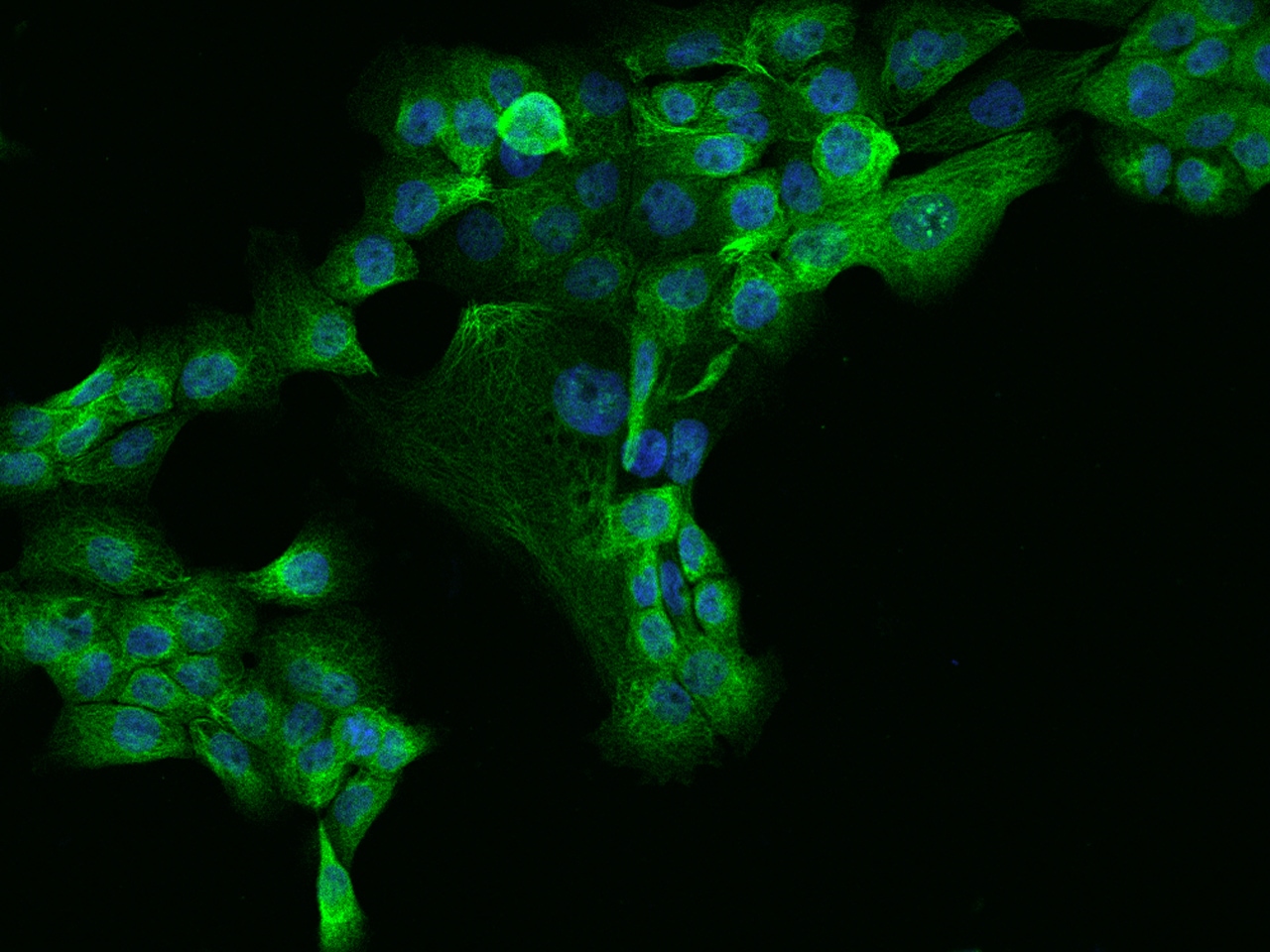 MAP7 Antibody - BSA Free
