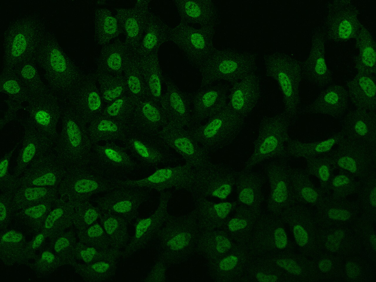 ARHGAP22 Antibody - BSA Free