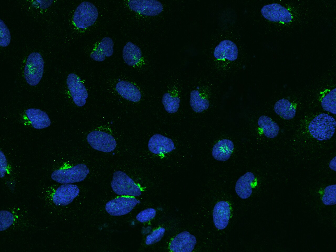 BSDC1 Antibody - BSA Free