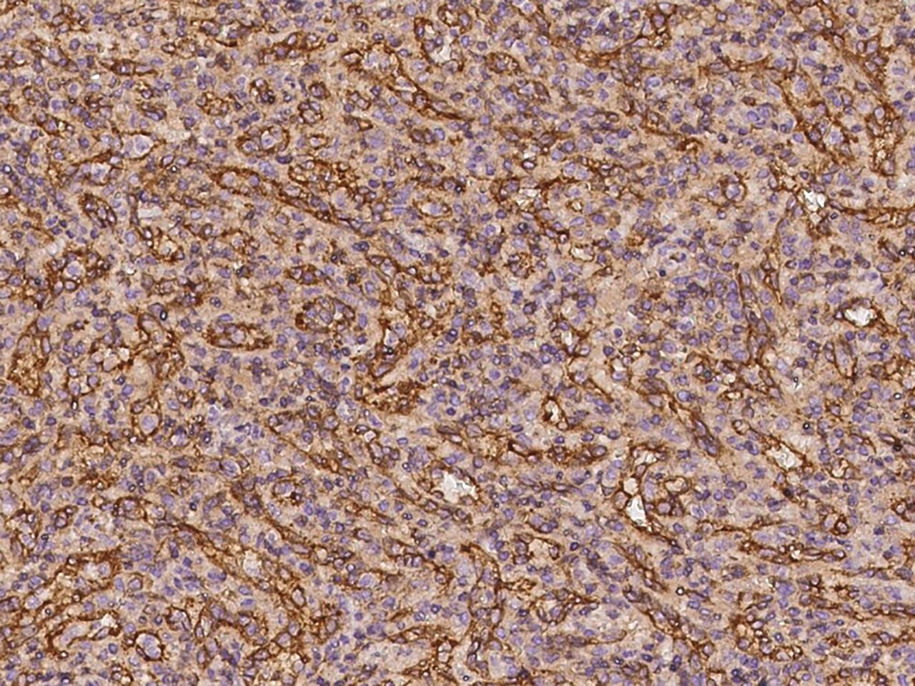 BTN3A3 Antibody - BSA Free