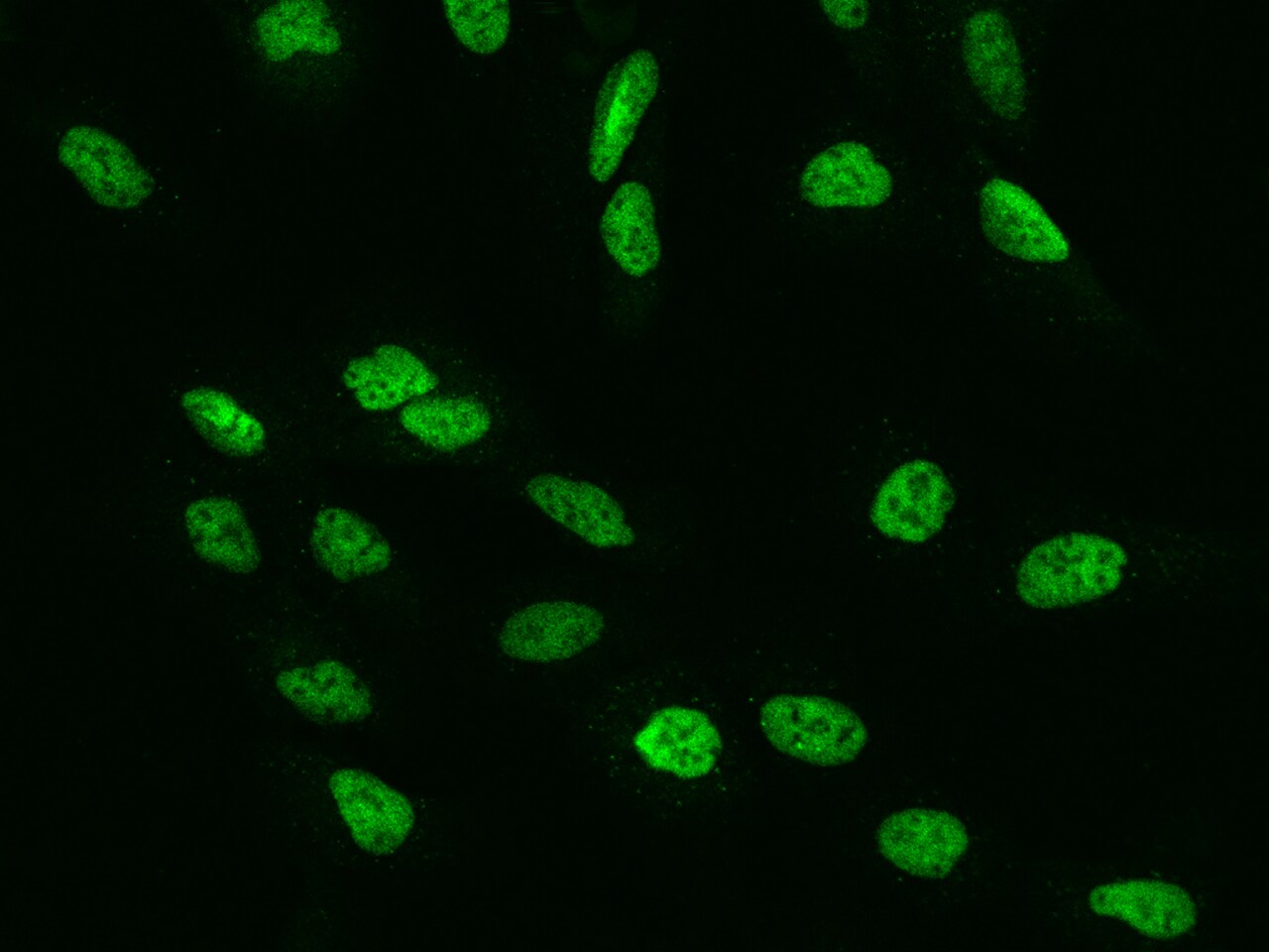 RFC4 Antibody - BSA Free