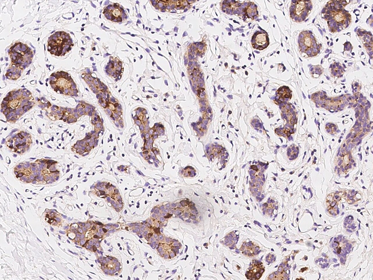 ZAG Antibody - BSA Free