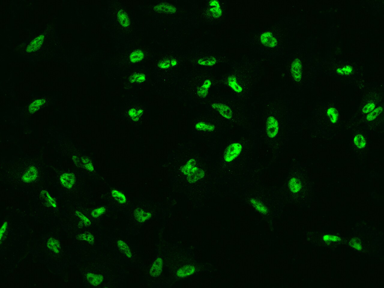 XPG Antibody - BSA Free