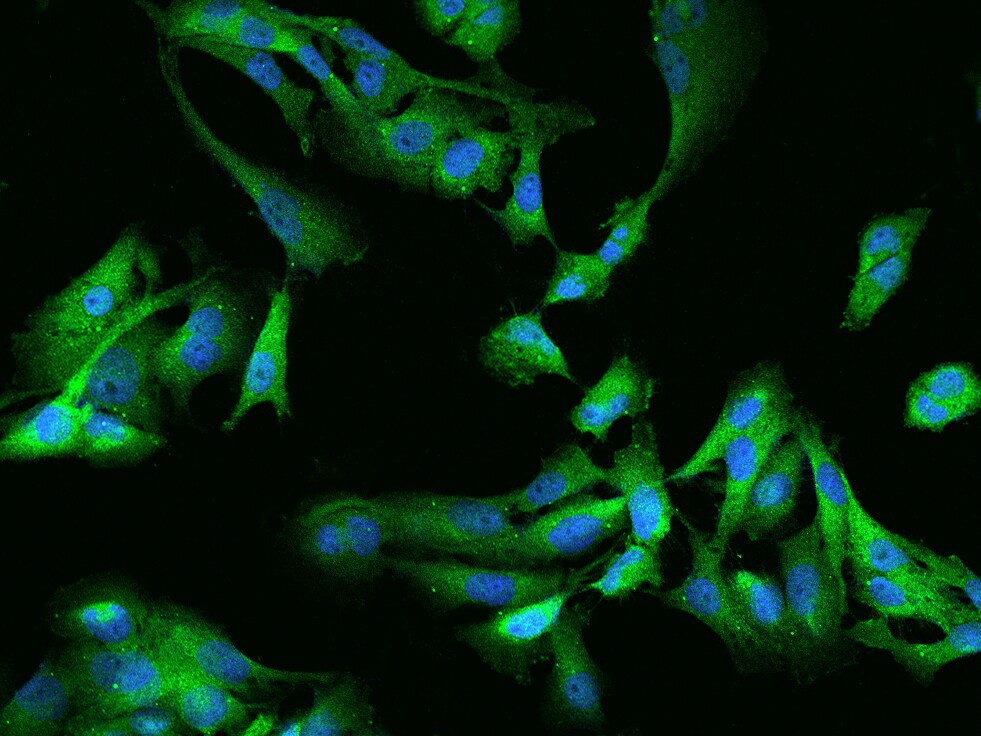 GSK-3 alpha Antibody - BSA Free