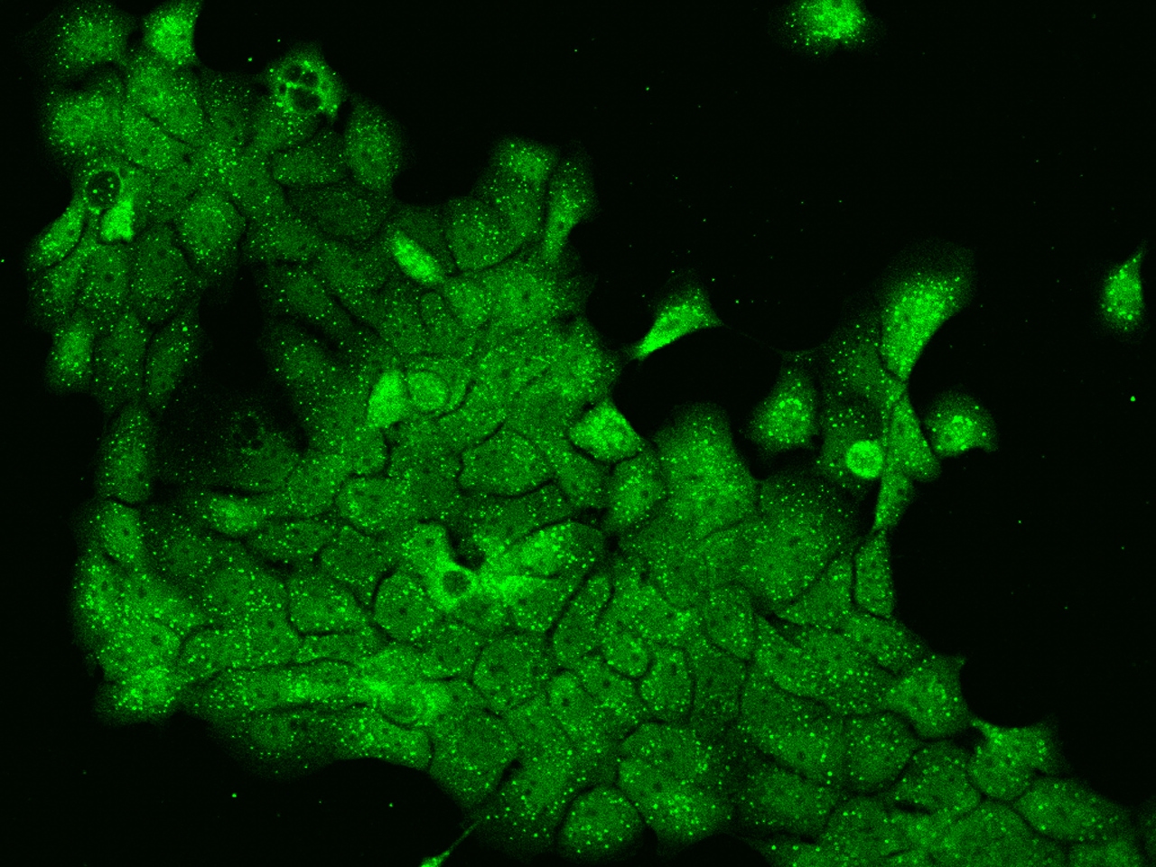 ORAI3 Antibody - BSA Free