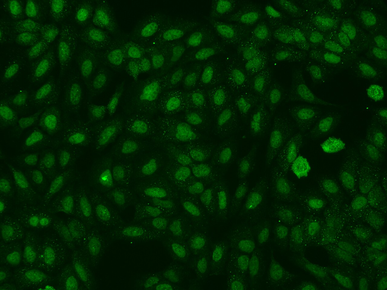 A2BP1 Antibody - BSA Free