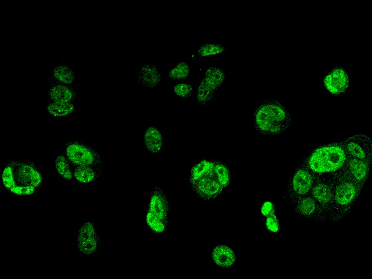 MORN2 Antibody - BSA Free