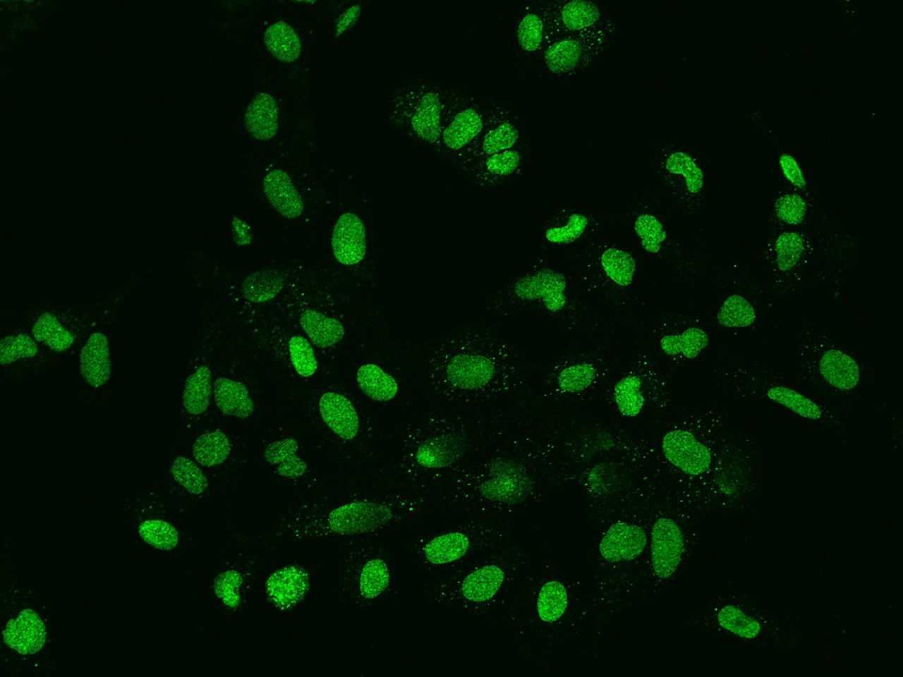 FAM217B Antibody - BSA Free