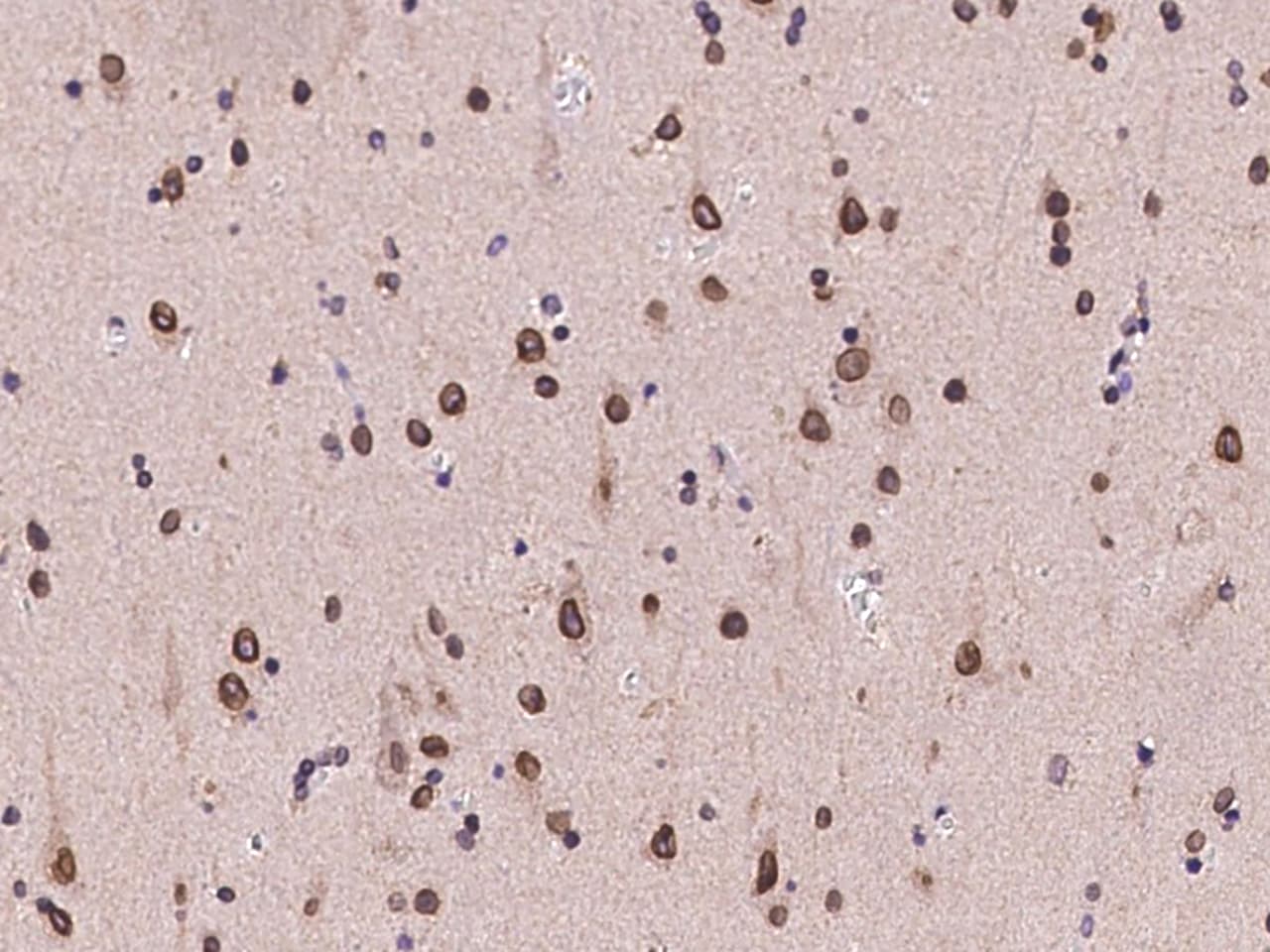 FAM217B Antibody - BSA Free