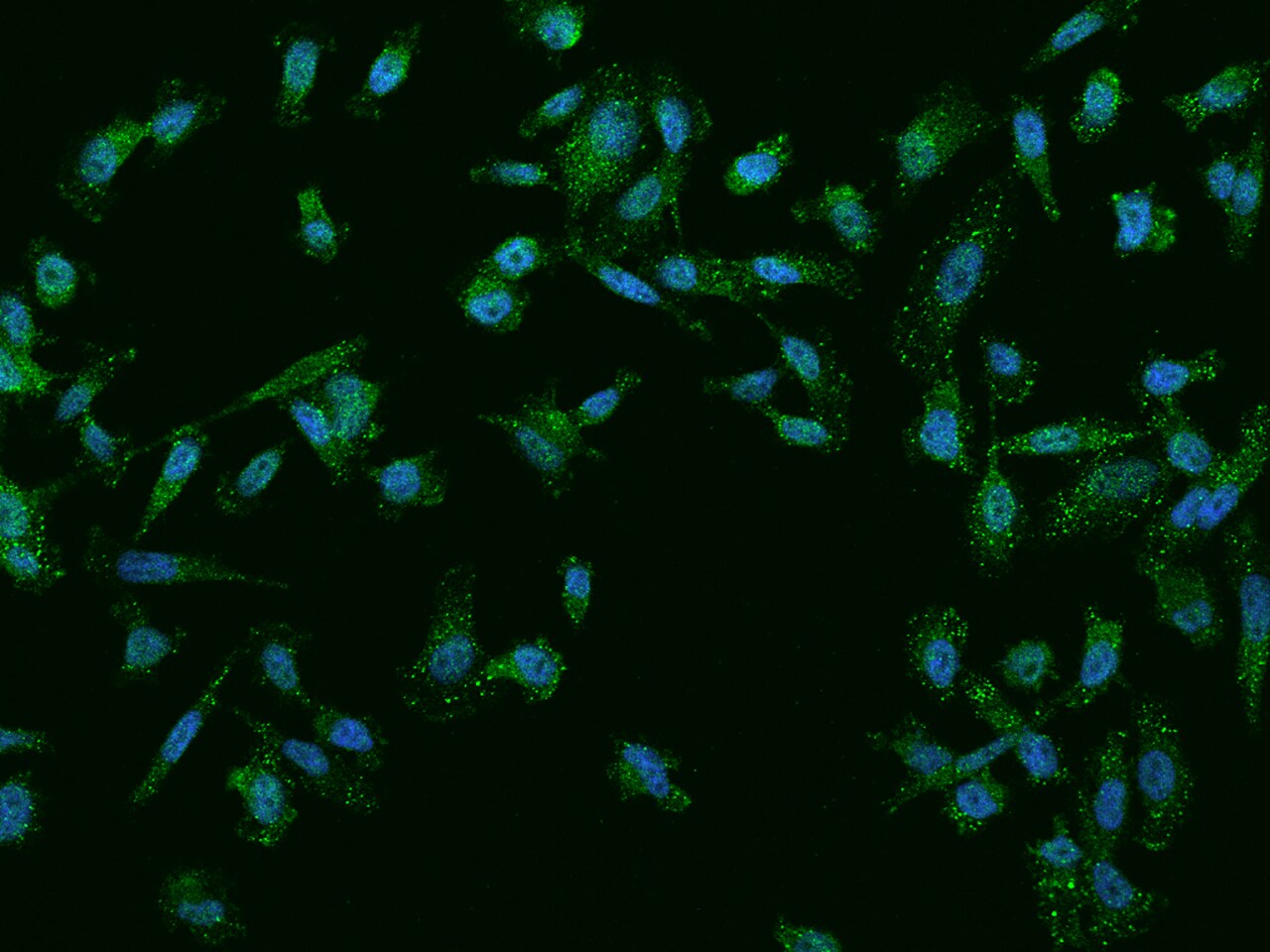 NGX6 Antibody - BSA Free