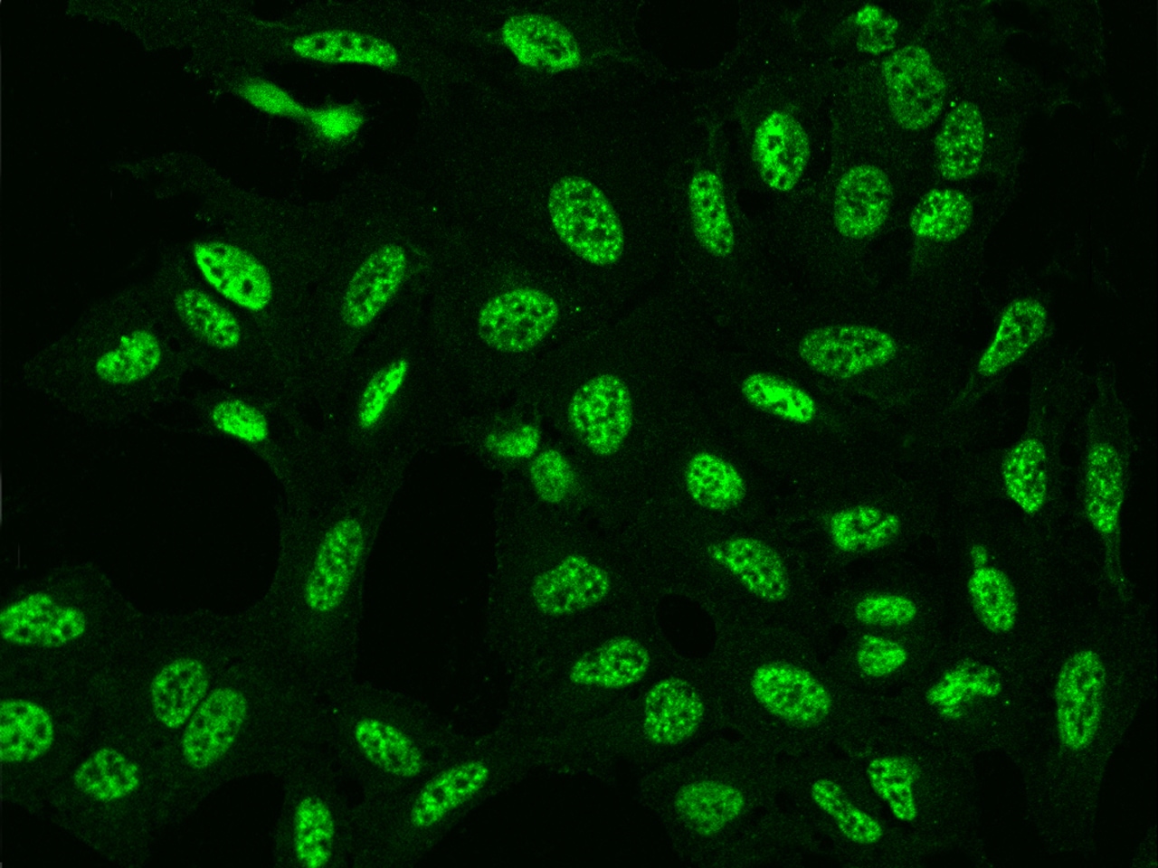 C6orf226 Antibody - BSA Free