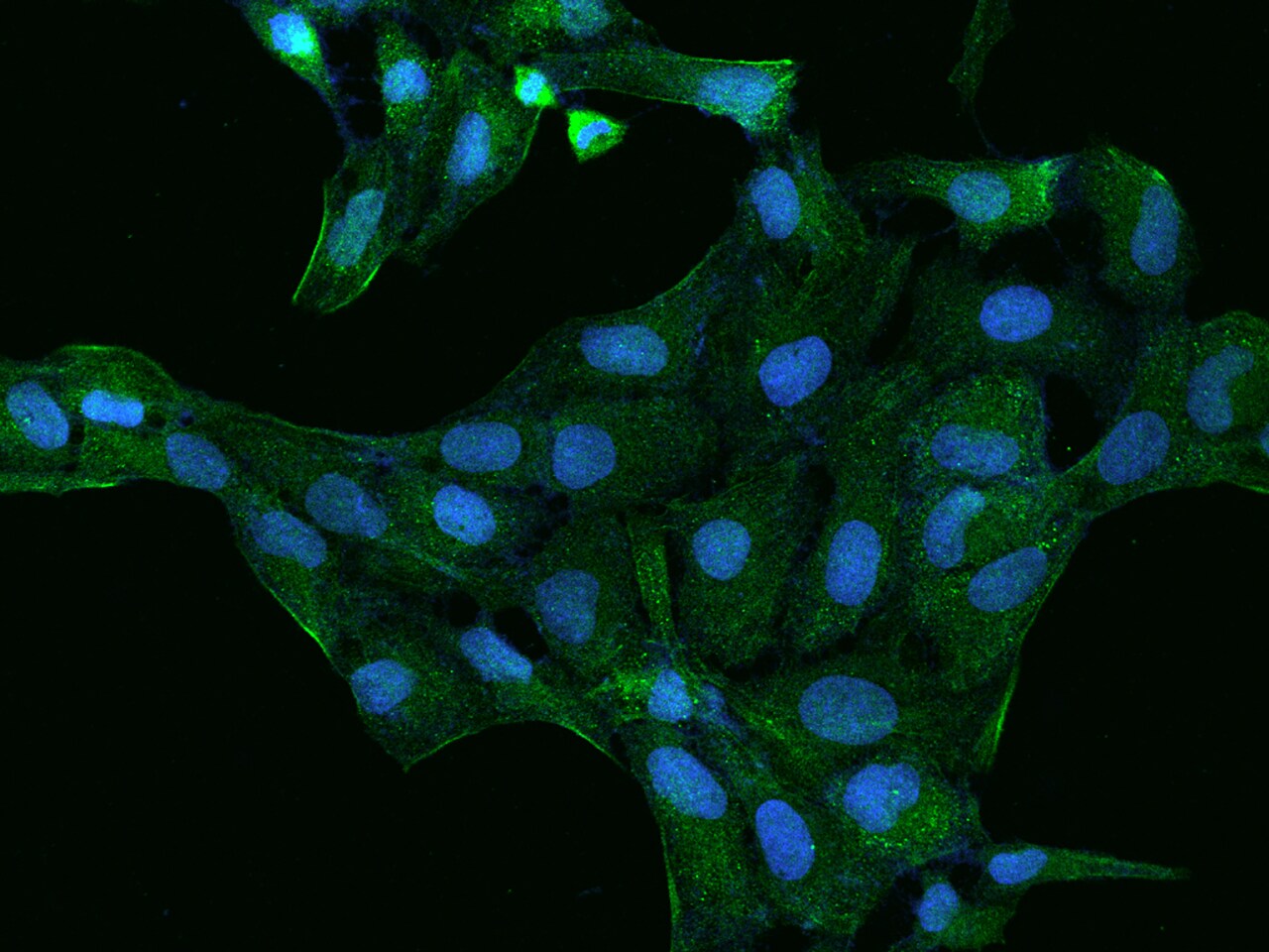 PDLIM4 Antibody - BSA Free