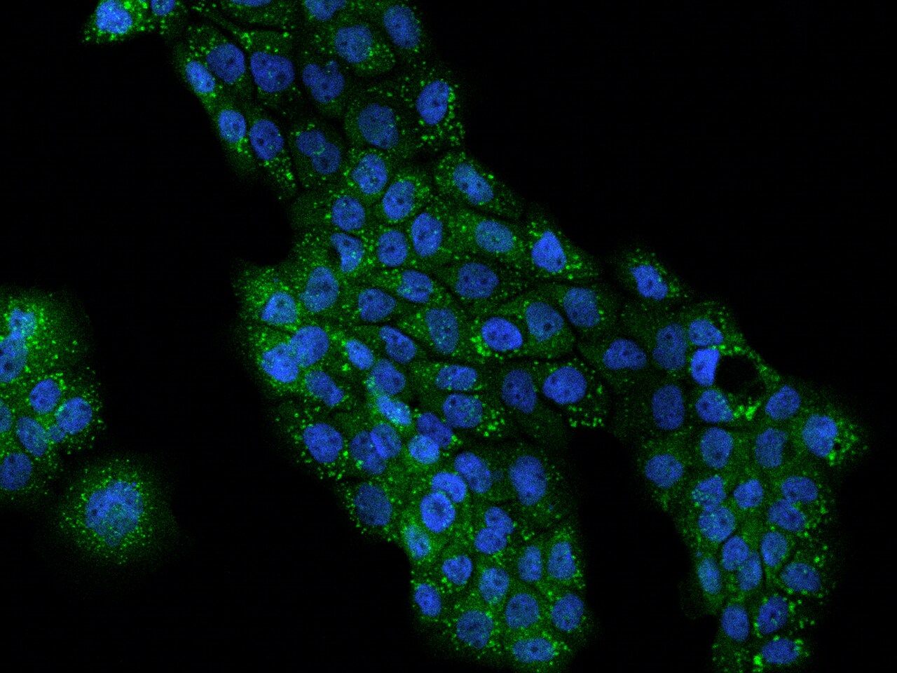 Perilipin-3/TIP47 Antibody - BSA Free