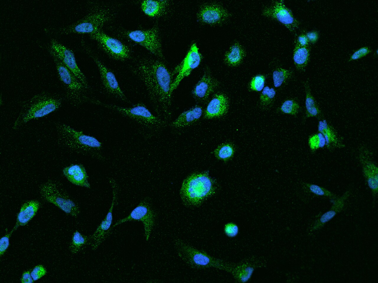 RUBCNL Antibody - BSA Free