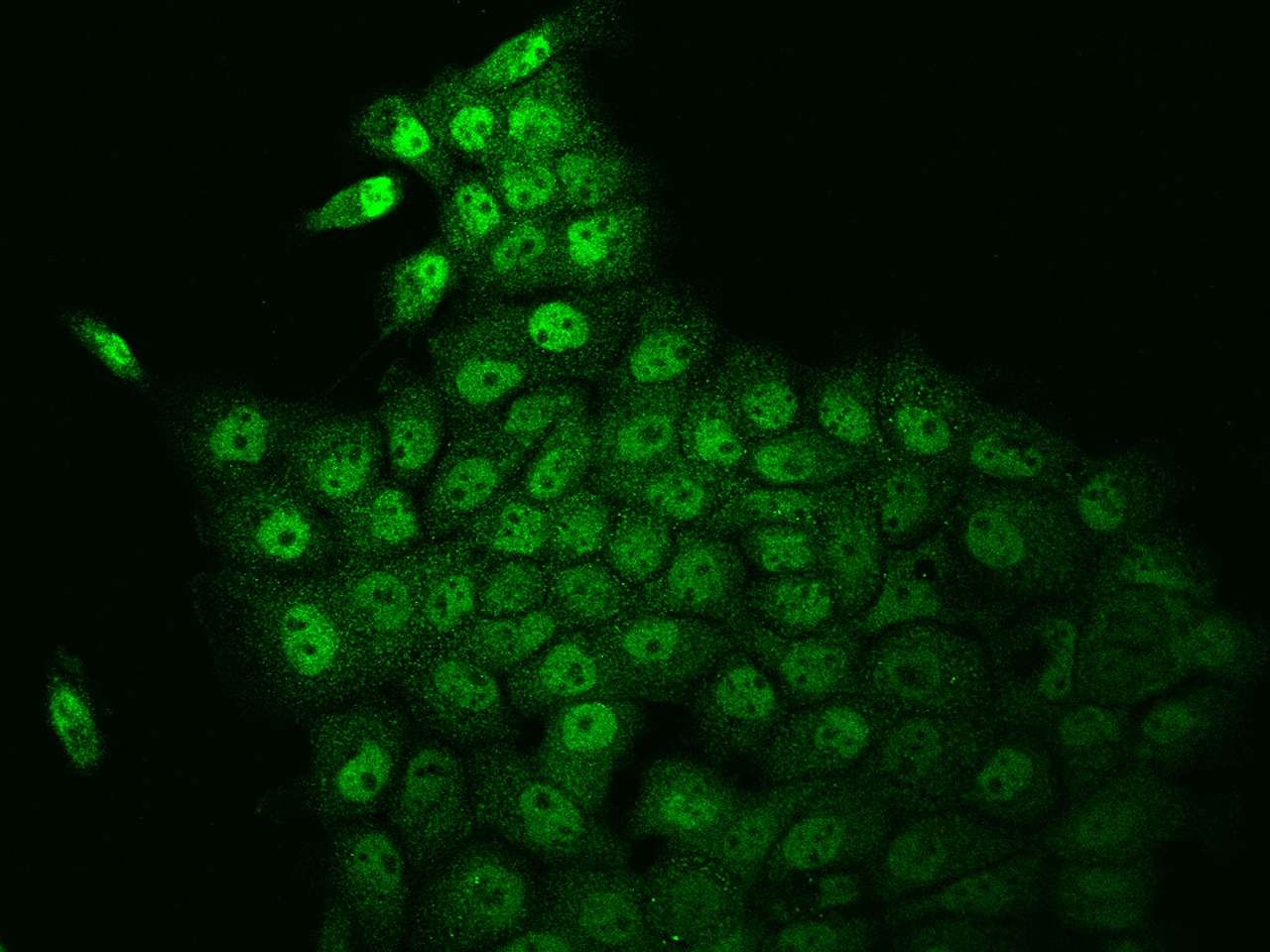 TAF4B Antibody - BSA Free