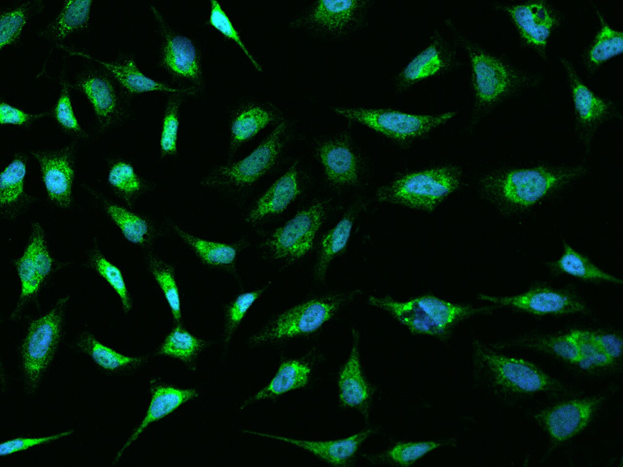 SLC3A1 Antibody - BSA Free