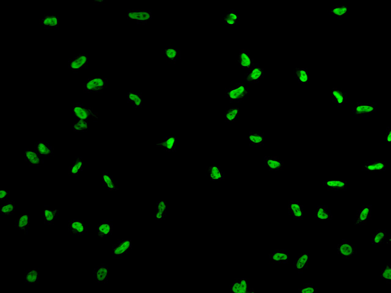 SUHW1 Antibody - BSA Free