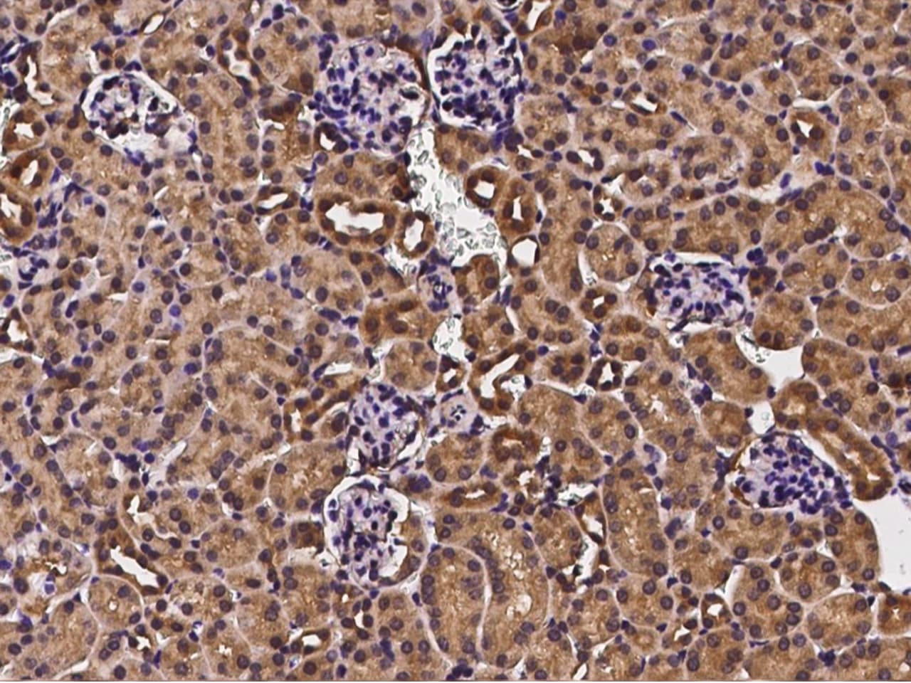 CDC37 Antibody - Azide and BSA Free