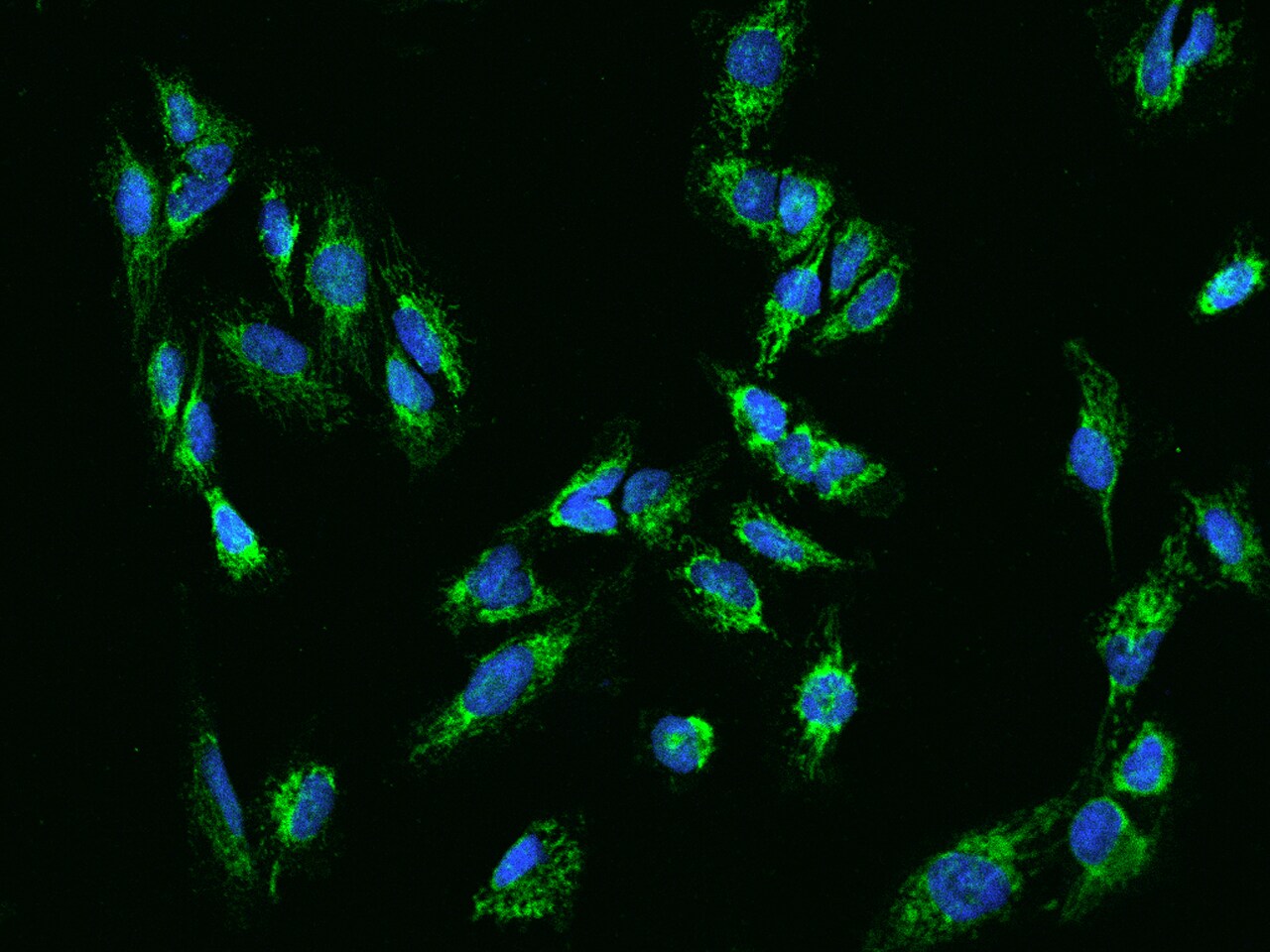 CCDC56 Antibody - BSA Free
