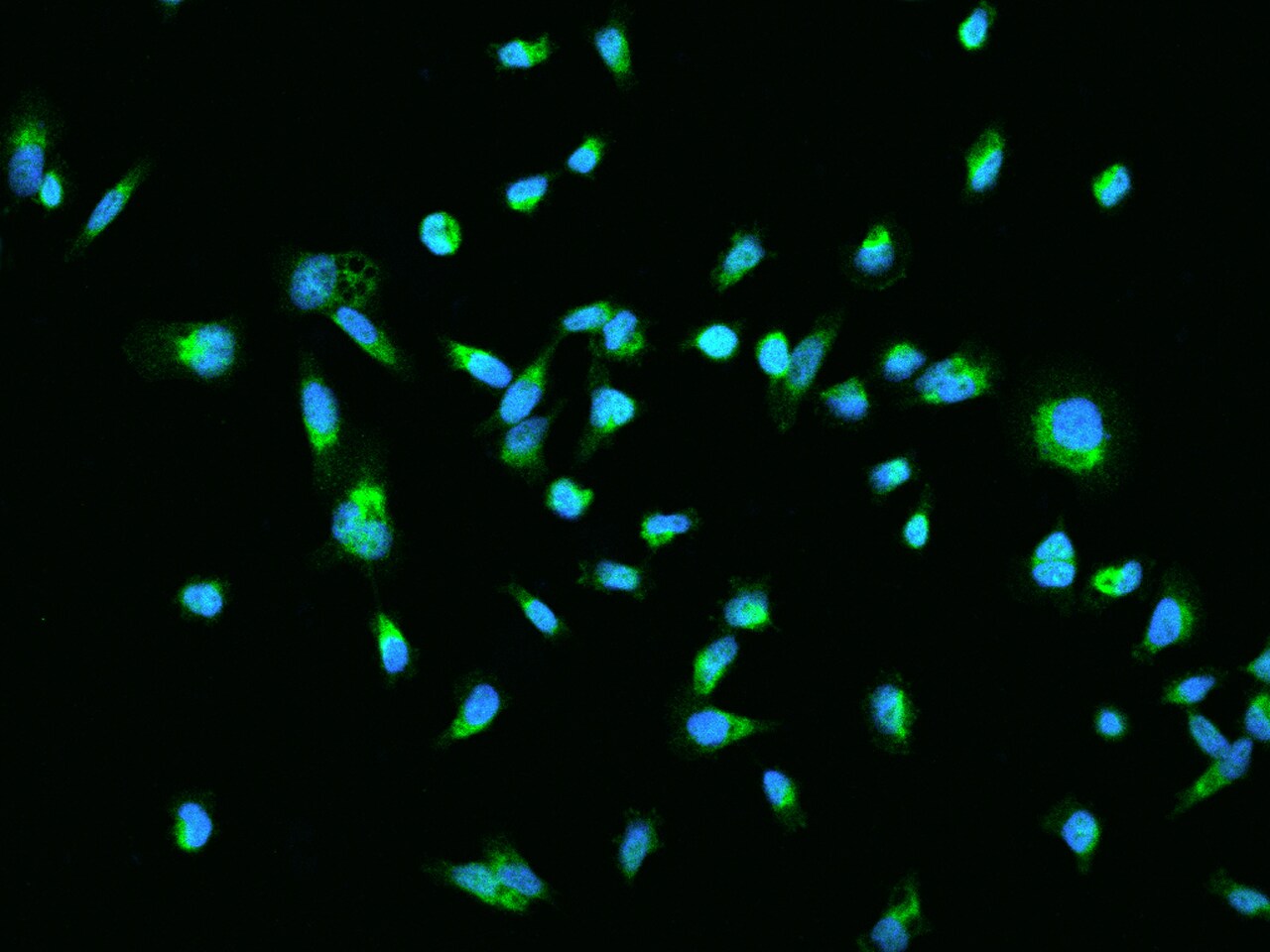 HSPC132 Antibody - BSA Free