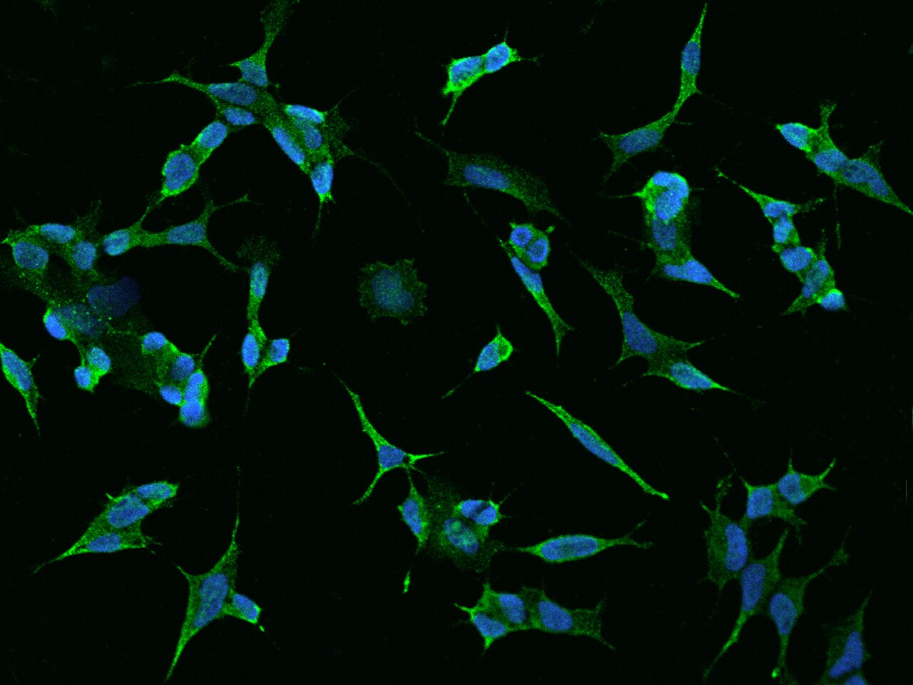 TMEM169 Antibody - BSA Free