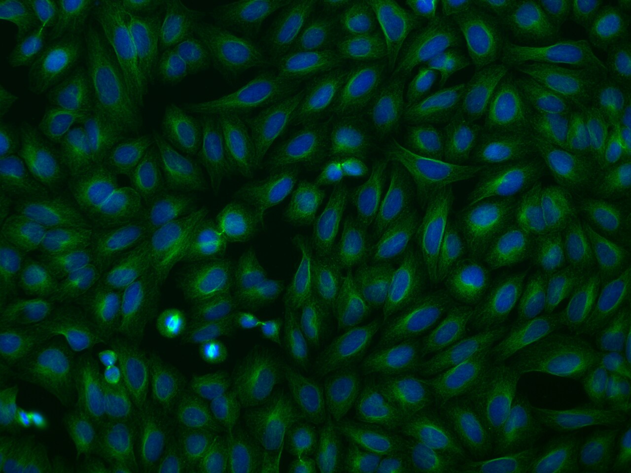 OPAL1 Antibody - BSA Free