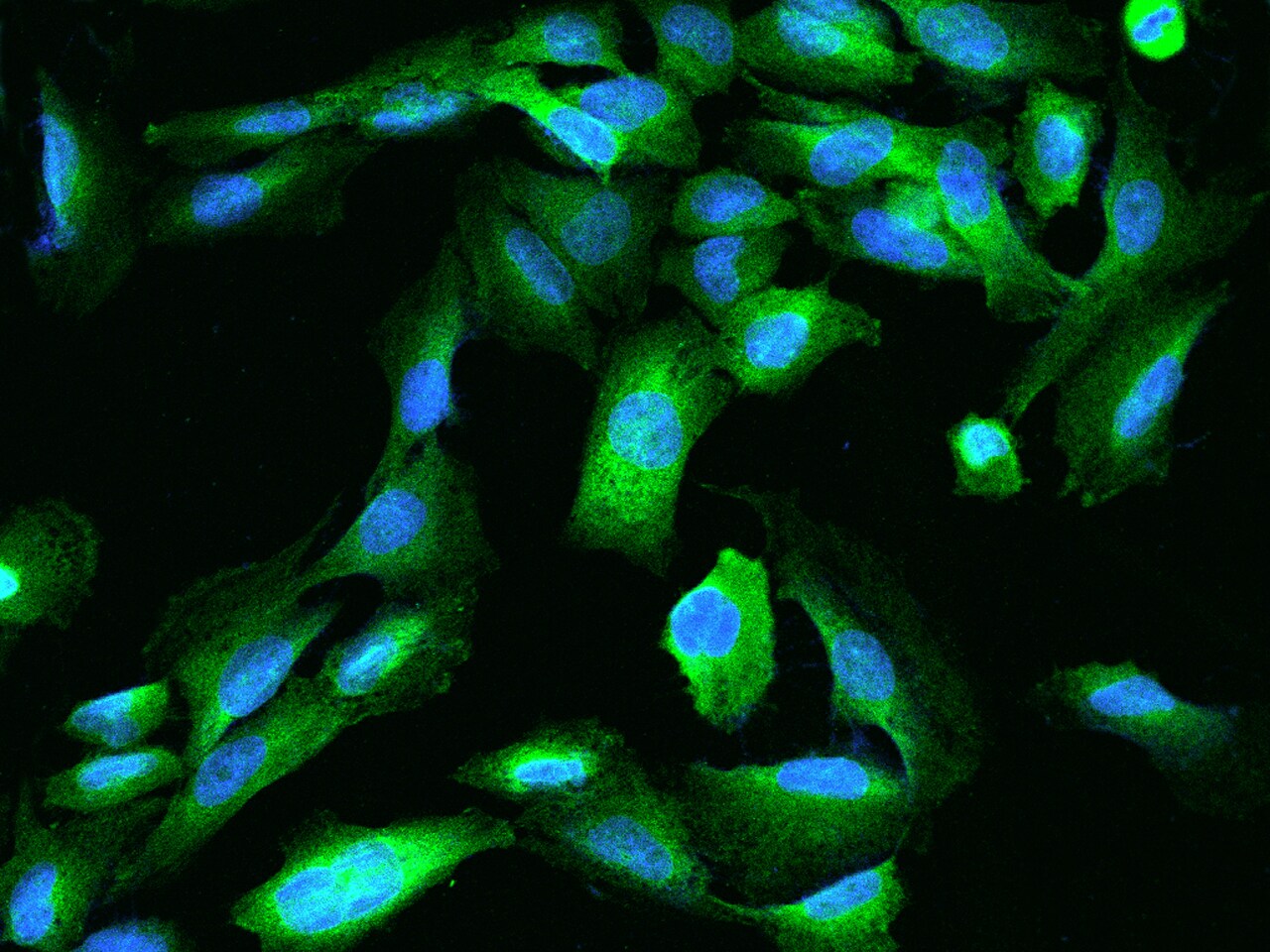 Testis expressed 264 Antibody - BSA Free