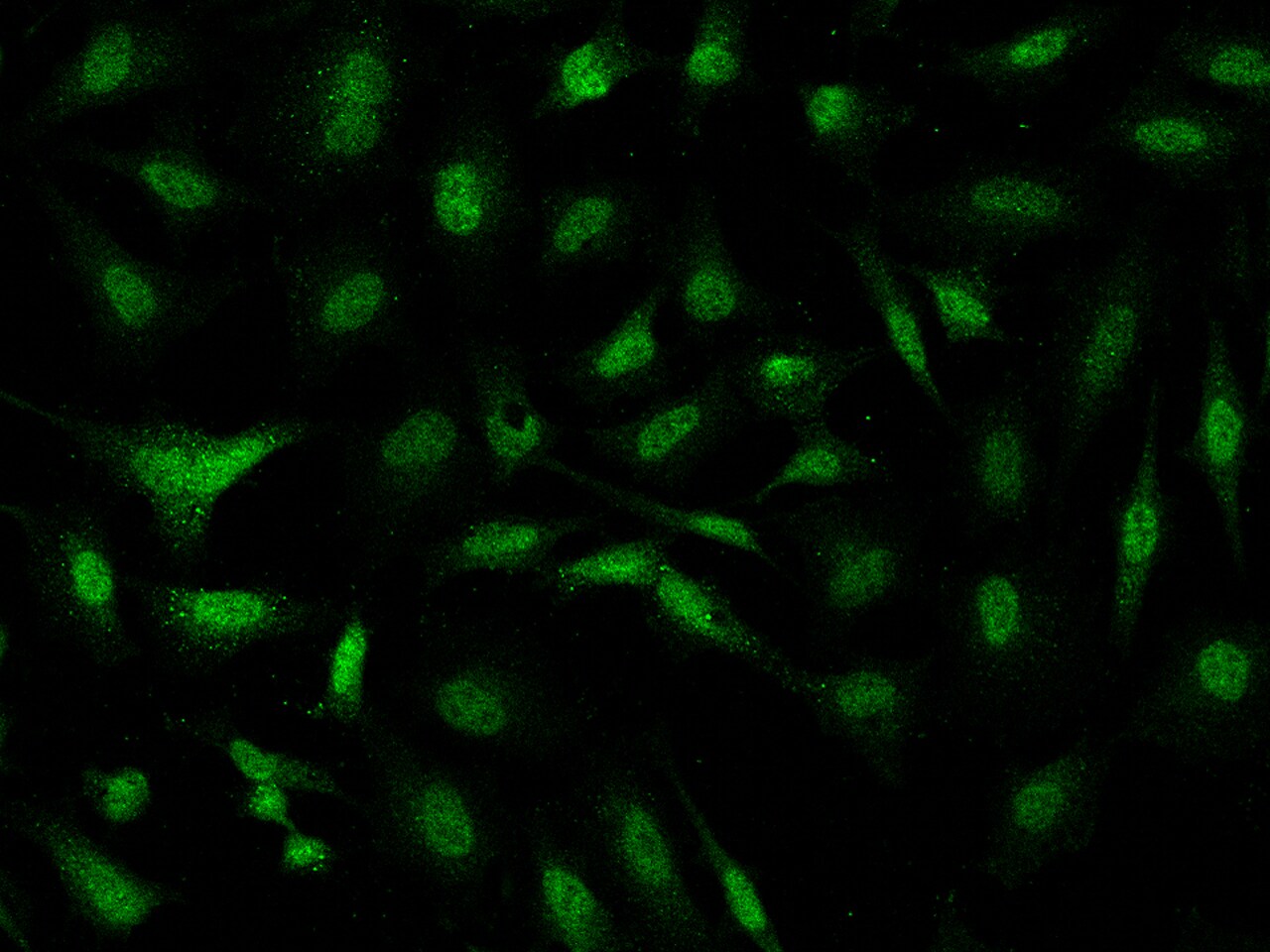 PGBD4 Antibody - BSA Free