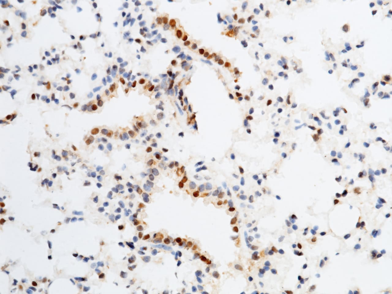 Follistatin-related Gene Protein/FLRG/Fstl3 Antibody - Azide and BSA Free