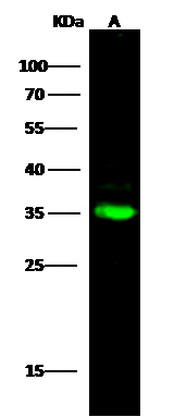 HABP1/C1QBP/GC1q R Antibody - Azide and BSA Free