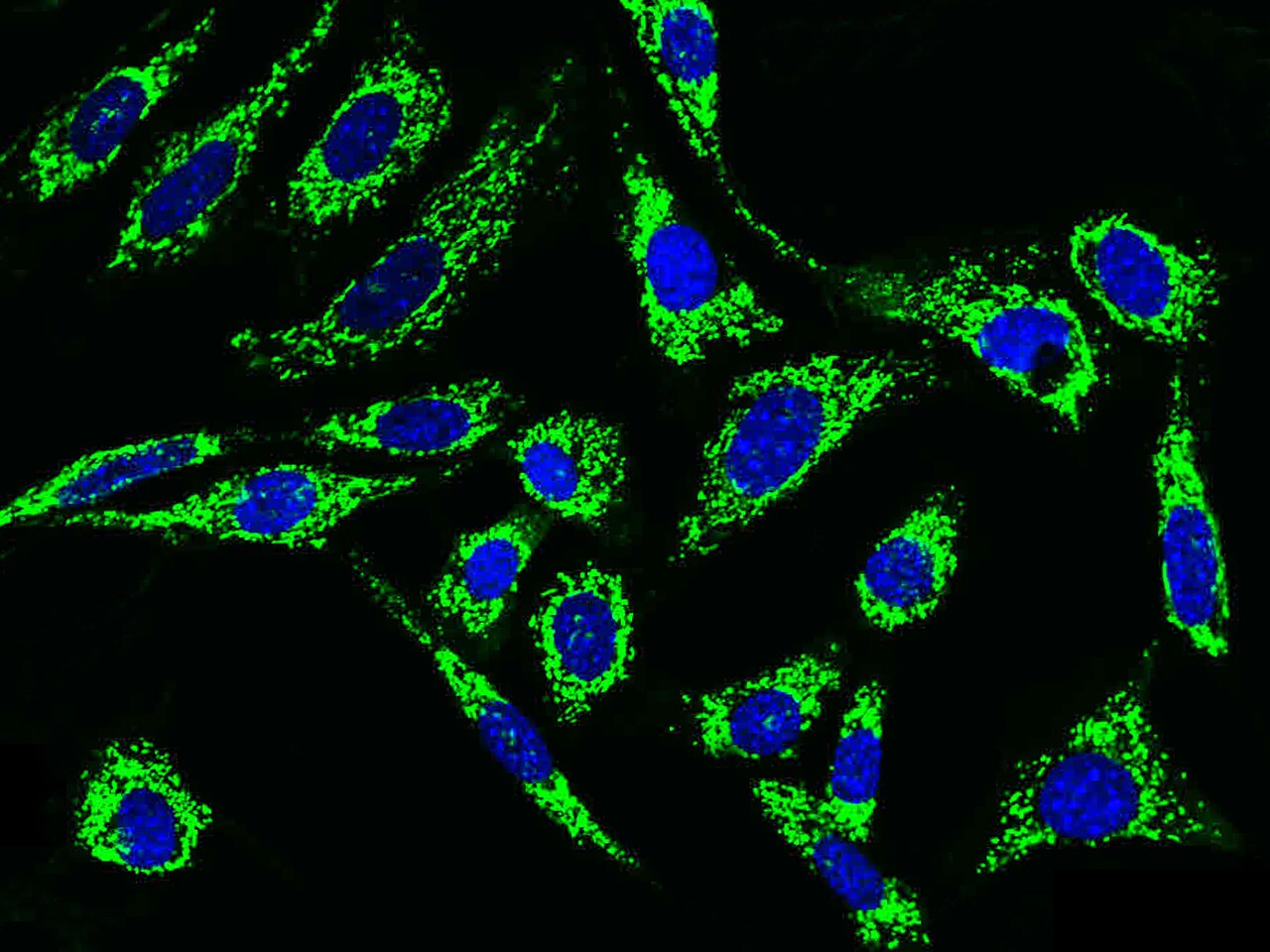 HABP1/C1QBP/GC1q R Antibody - Azide and BSA Free