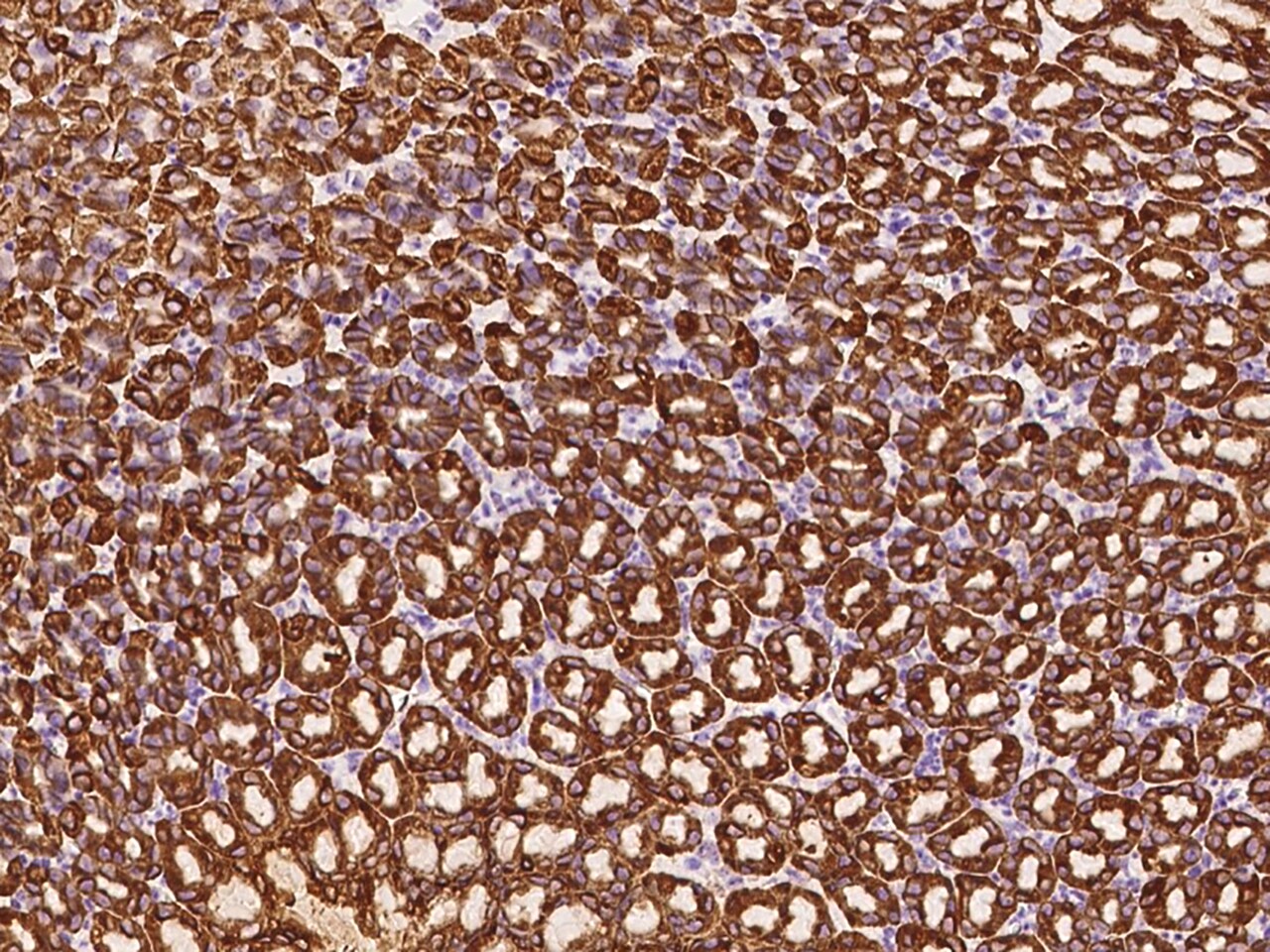 Cathepsin E Antibody - BSA Free