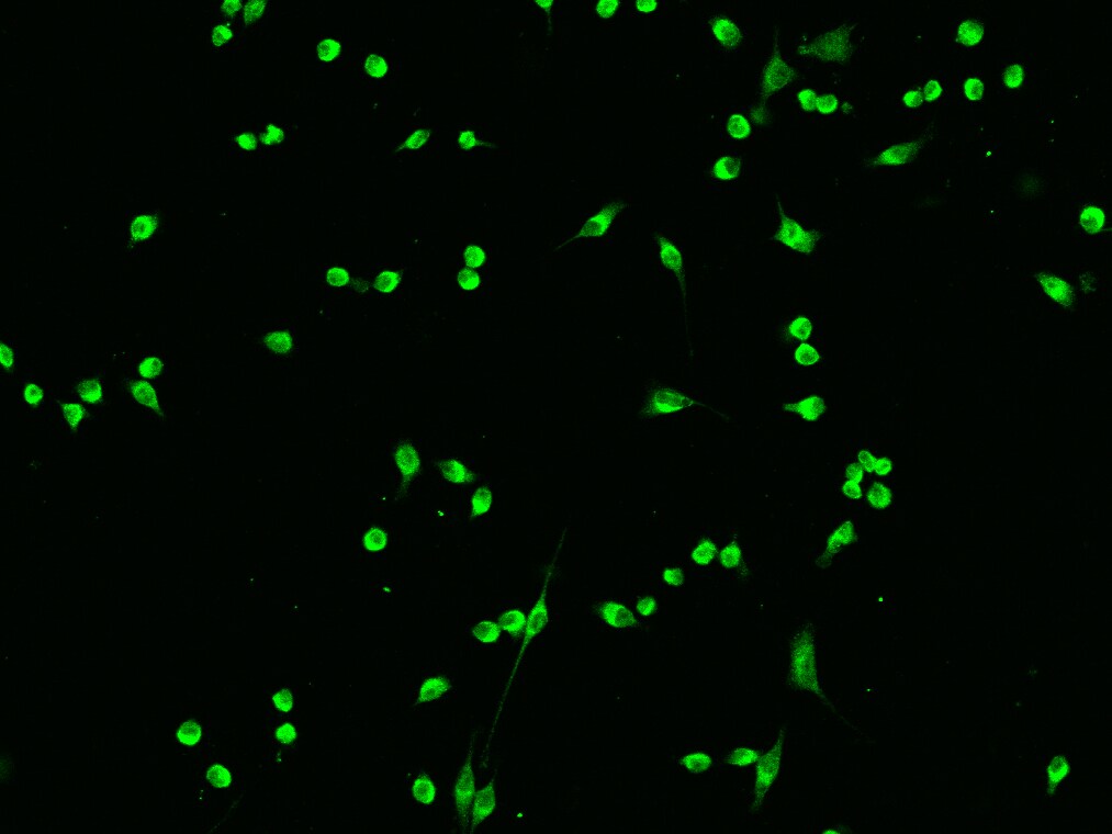 14-3-3 sigma/Stratifin Antibody - Azide and BSA Free