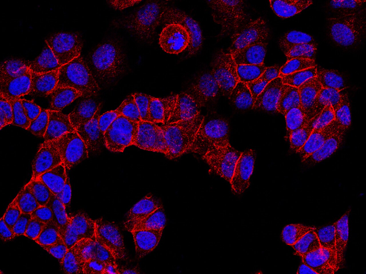 E-Cadherin Antibody - Azide and BSA Free