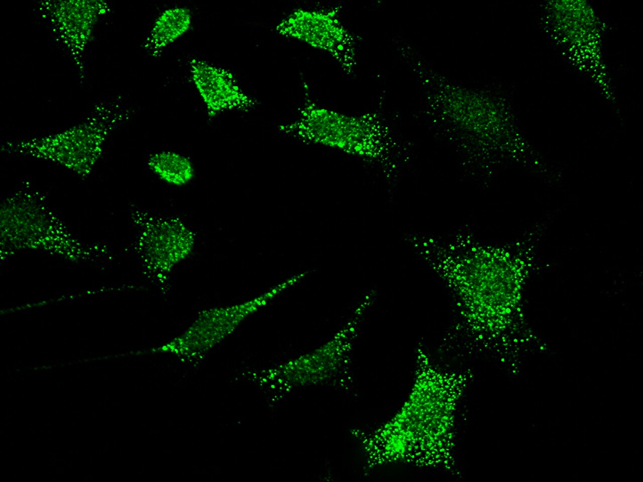 Ribosome maturation protein SBDS Antibody - Azide and BSA Free