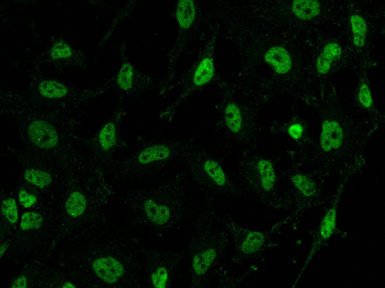 SS18 Antibody - BSA Free