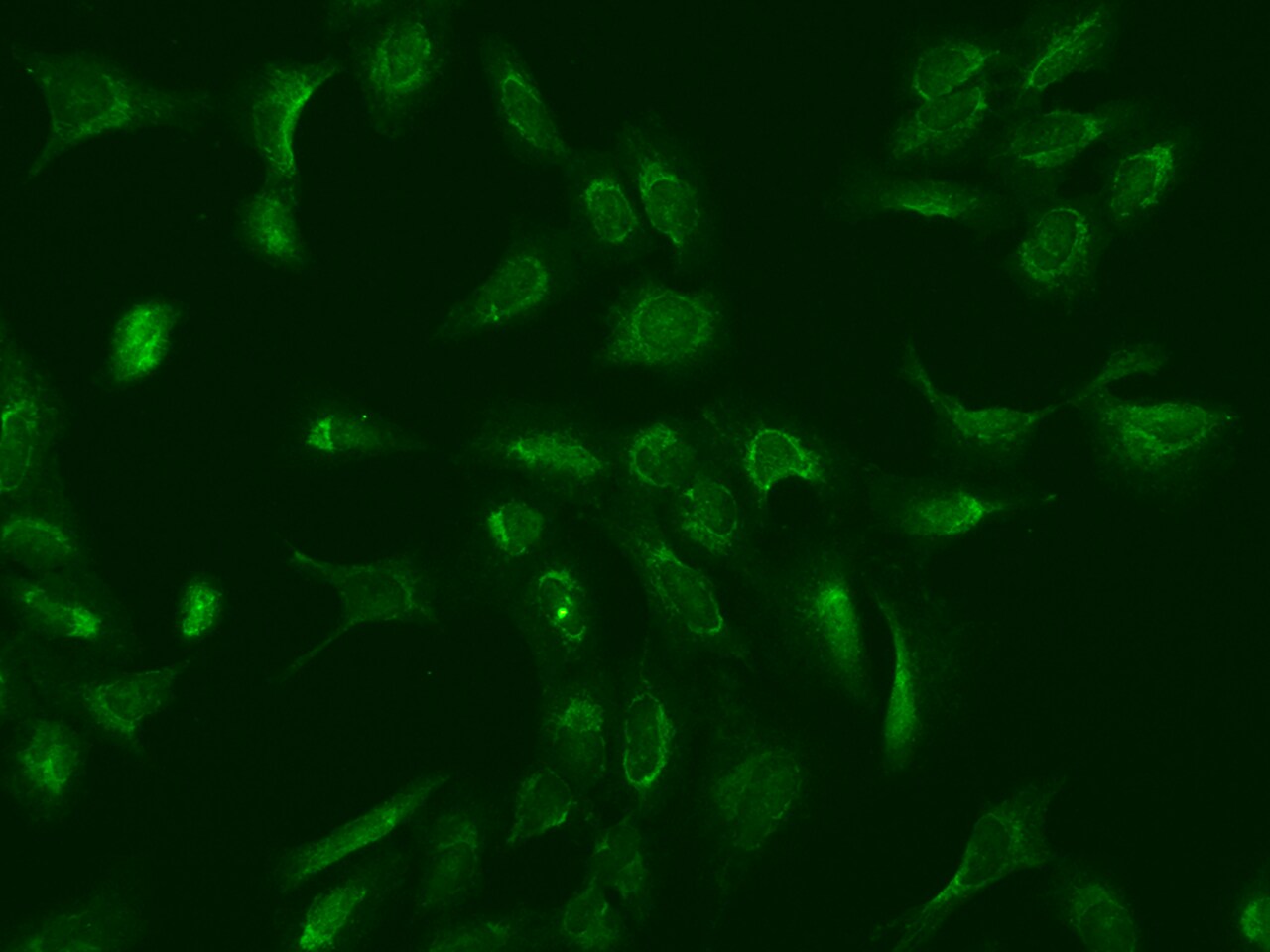 MRPS25 Antibody - BSA Free