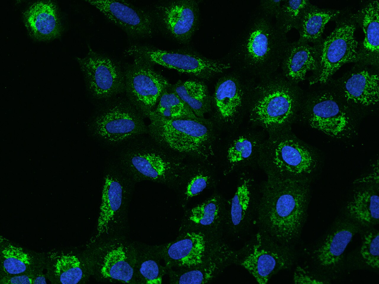 MRPS5 Antibody - BSA Free