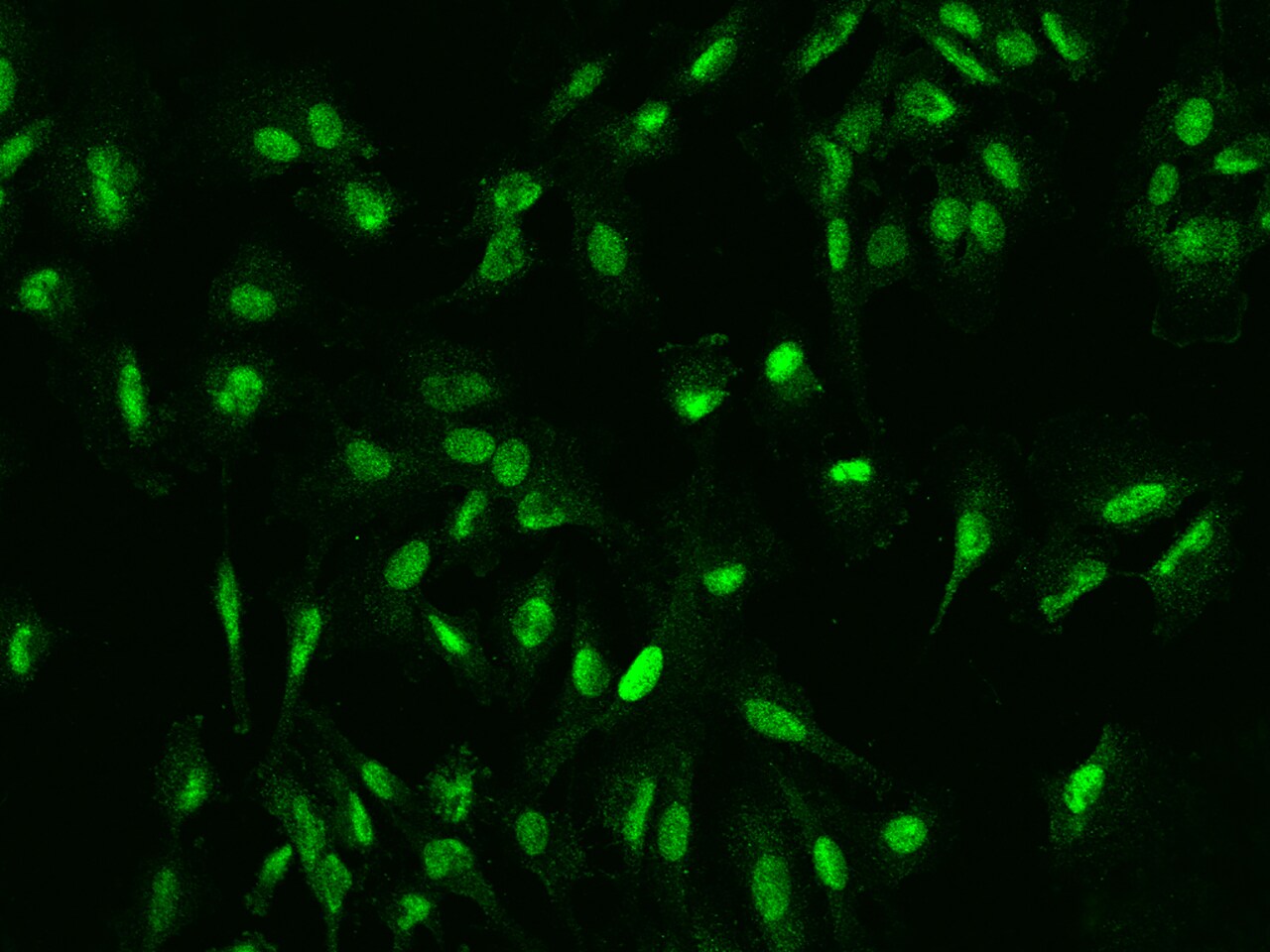 DDX46 Antibody - BSA Free